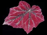 Rex Begonia - Venetian Red